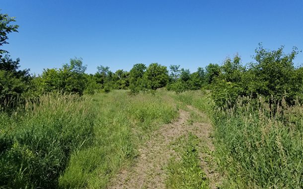 Trail